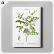 2-43_Treatise-on-Trees-and-Shrubs_canvas