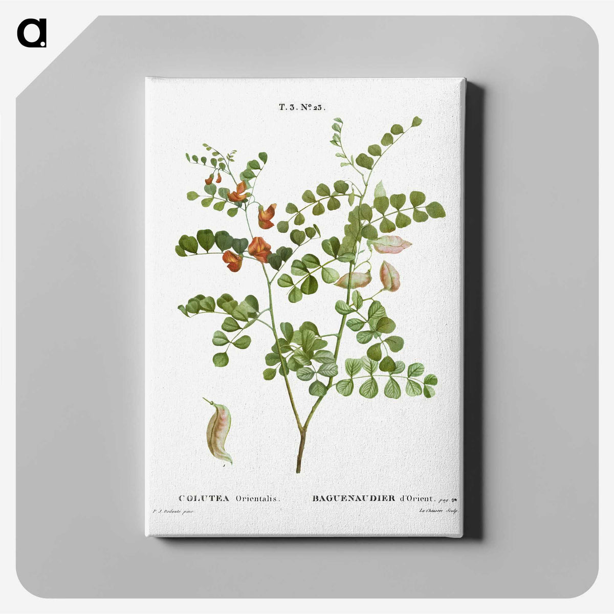 2-43_Treatise-on-Trees-and-Shrubs_canvas