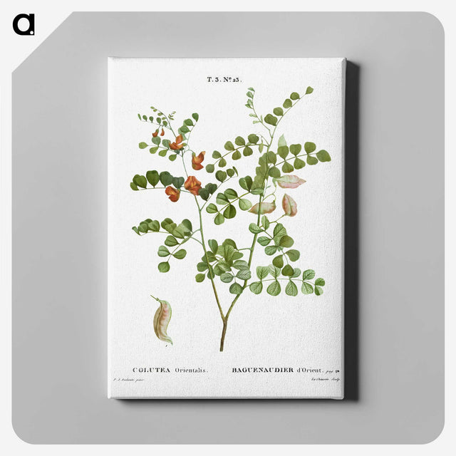 2-43_Treatise-on-Trees-and-Shrubs_canvas
