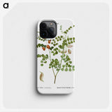 2-43_Treatise-on-Trees-and-Shrubs_phone