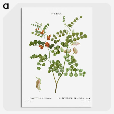 2-43_Treatise-on-Trees-and-Shrubs_picture-crop