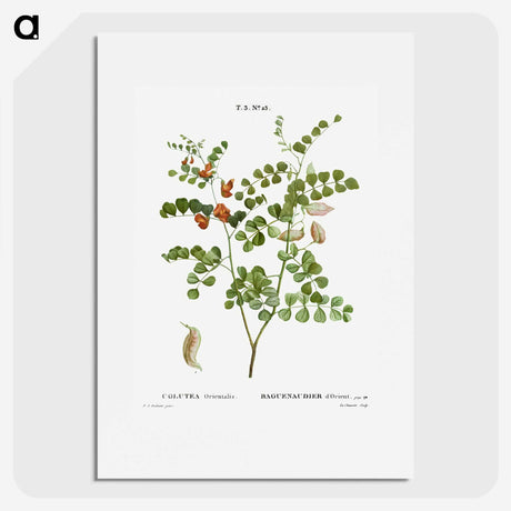 2-43_Treatise-on-Trees-and-Shrubs_picture