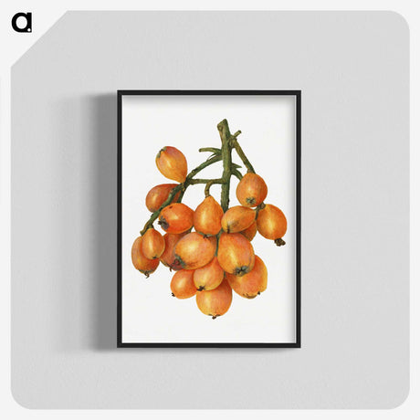 2-43_USDA-Watercolor-Fruit-Painting-Collection_blk-crop
