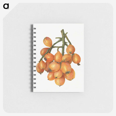 2-43_USDA-Watercolor-Fruit-Painting-Collection_memo