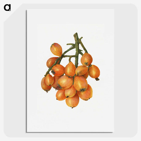 2-43_USDA-Watercolor-Fruit-Painting-Collection_picture