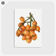 2-43_USDA-Watercolor-Fruit-Painting-Collection_postcard