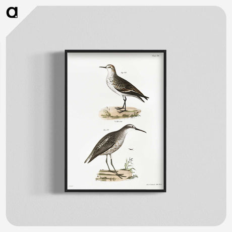 2-43_Zoology-of-New-York_blk-crop