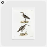 2-43_Zoology-of-New-York_hagaki