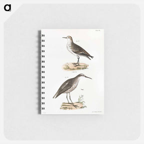 アートメモ帳-Semipalmated Sandpiper - ニューヨークの動物学 Memo.