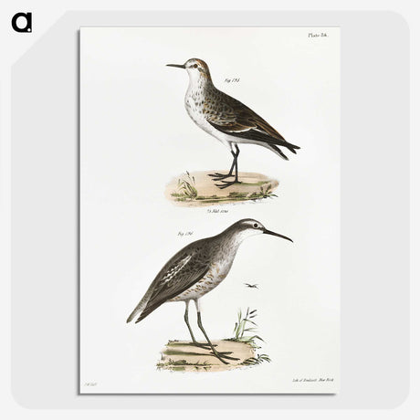 2-43_Zoology-of-New-York_picture-crop