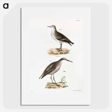 Untitled - New York Zoology Poster.