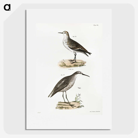 2-43_Zoology-of-New-York_picture