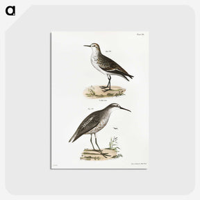 2-43_Zoology-of-New-York_postcard