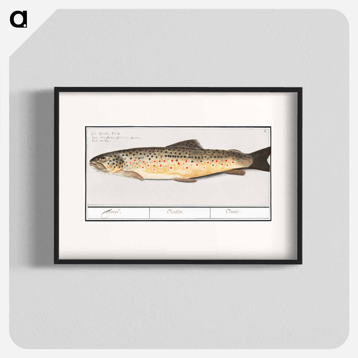 Trout - アンセルムス ボエティウス デ ブート Poster.