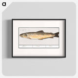 Trout - アンセルムス ボエティウス デ ブート Poster.