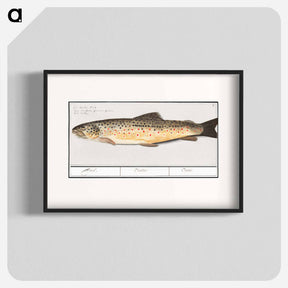 アートポスター-Trout - アンセルムス ボエティウス デ ブート Poster.