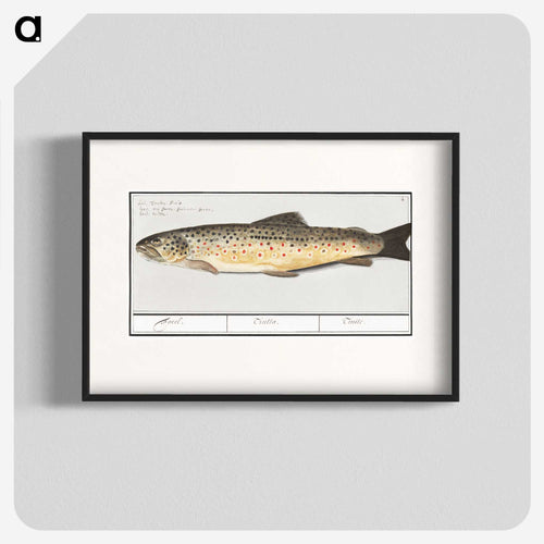 Trout - アンセルムス ボエティウス デ ブート Poster.