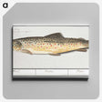 2-44_Anselmus-Boetius-de-Boodt_canvas