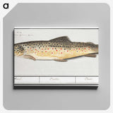 2-44_Anselmus-Boetius-de-Boodt_canvas