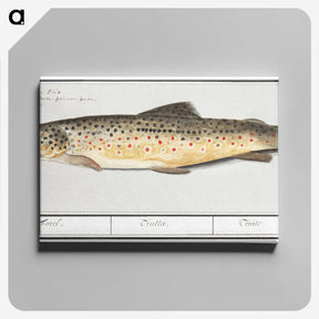 2-44_Anselmus-Boetius-de-Boodt_canvas