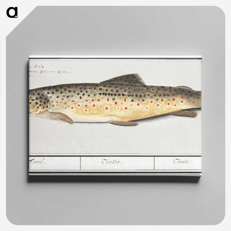 2-44_Anselmus-Boetius-de-Boodt_canvas