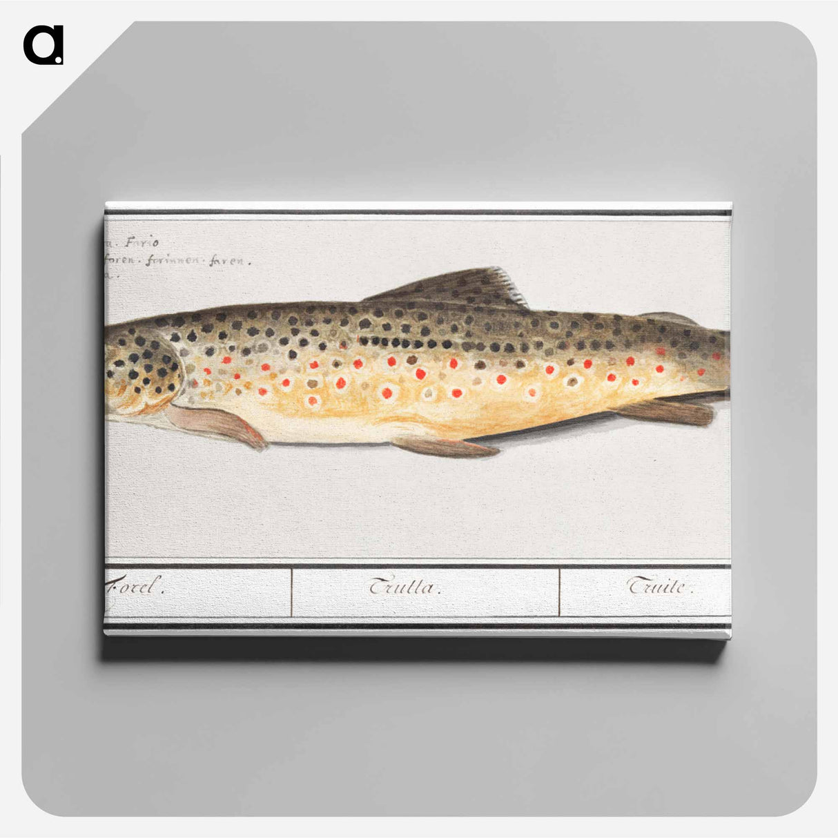 Trout - アンセルムス ボエティウス デ ブート Canvas.