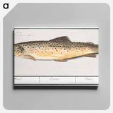 Trout - アンセルムス ボエティウス デ ブート Canvas.