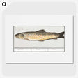 2-44_Anselmus-Boetius-de-Boodt_picture
