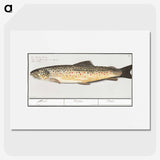 2-44_Anselmus-Boetius-de-Boodt_picture
