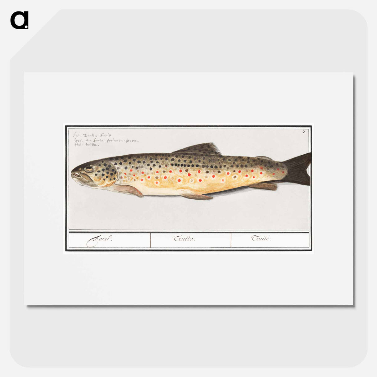 Trout - アンセルムス ボエティウス デ ブート Poster.