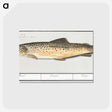 2-44_Anselmus-Boetius-de-Boodt_postcard