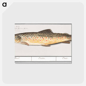 アートポストカード-Trout - アンセルムス ボエティウス デ ブート Postcard.