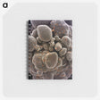 2-44_COVID-19_memo
