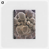 2-44_COVID-19_memo