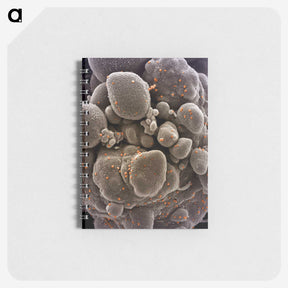 2-44_COVID-19_memo