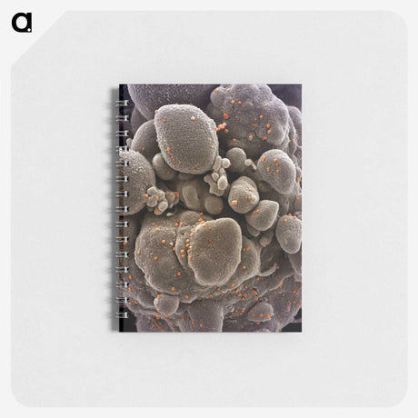 2-44_COVID-19_memo