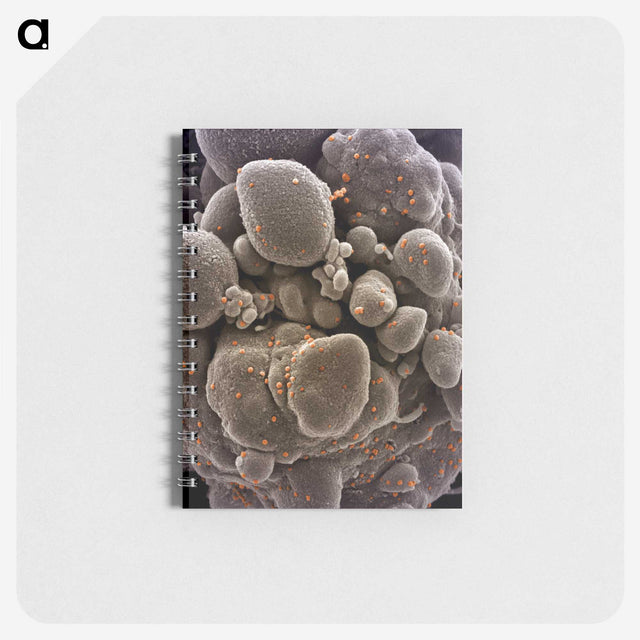 2-44_COVID-19_memo