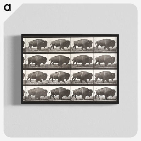 2-44_Eadweard-Muybridge_blk-crop