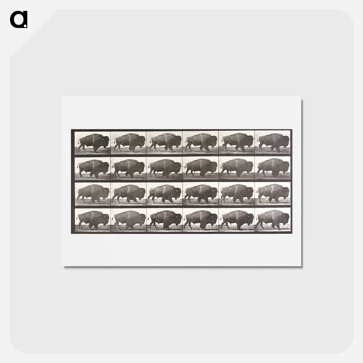 アートポストカード-Buffalo, Walking
 - エドワード マイブリッジ Postcard.