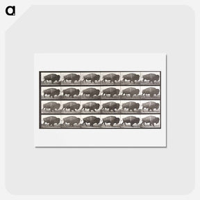 アートポストカード-Buffalo, Walking
 - エドワード マイブリッジ Postcard.