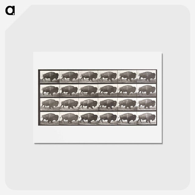 アートポストカード-Buffalo, Walking
 - エドワード マイブリッジ Postcard.