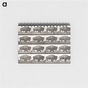 2-44_Eadweard-Muybridge_memo