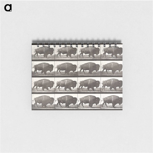 2-44_Eadweard-Muybridge_memo