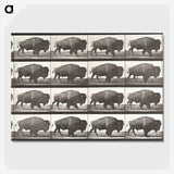 2-44_Eadweard-Muybridge_picture-crop