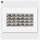 2-44_Eadweard-Muybridge_picture
