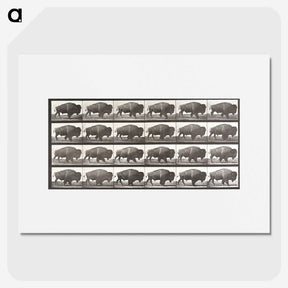 2-44_Eadweard-Muybridge_picture