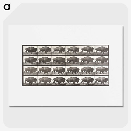 2-44_Eadweard-Muybridge_picture