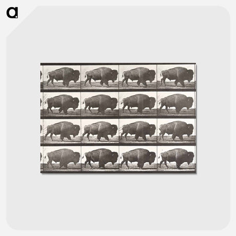 アートポストカード-Buffalo, Walking
 - エドワード マイブリッジ Postcard.