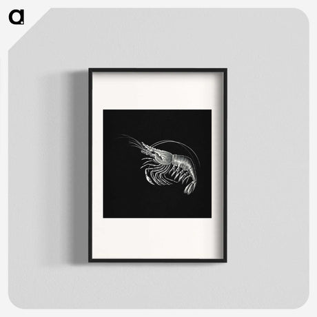 2-44_Ernst-Haeckel_blk