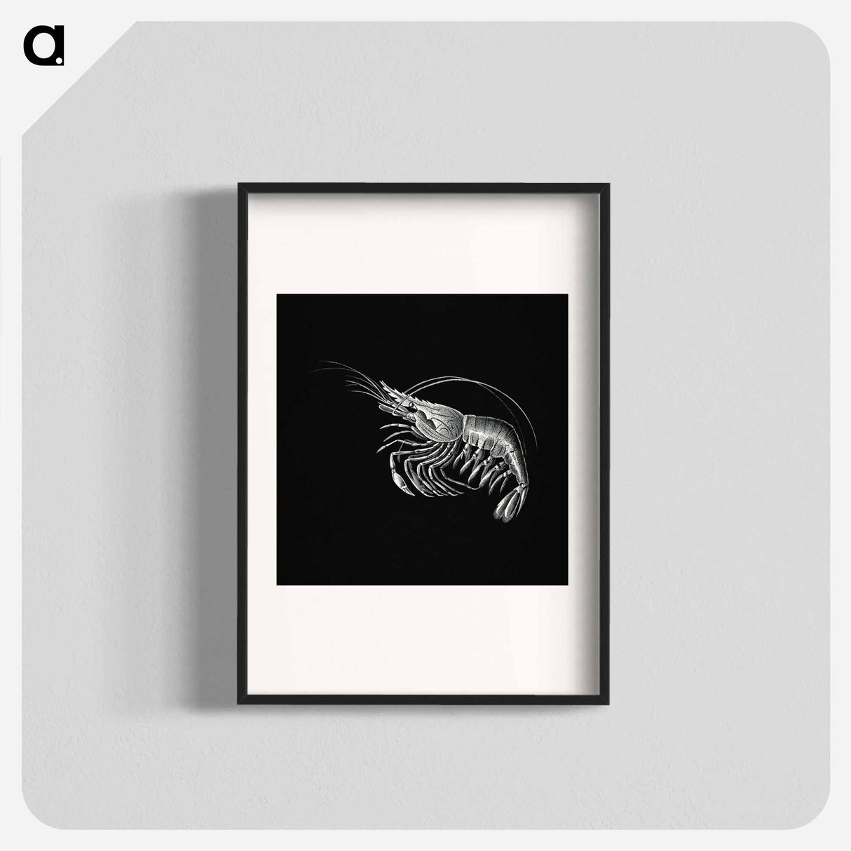 Vintage prawn marine life illustration - エルンスト ヘッケル Poster.